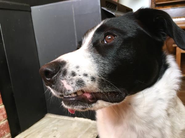 /Images/uploads/Humane Society of Utah/HSU2018/entries/3870thumb.jpg
